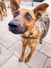 NAUTICA, Hund, Mischlingshund in Slowakische Republik - Bild 15