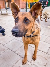 NAUTICA, Hund, Mischlingshund in Slowakische Republik - Bild 16
