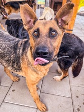 NAUTICA, Hund, Mischlingshund in Slowakische Republik - Bild 17