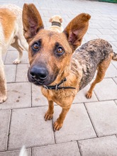 NAUTICA, Hund, Mischlingshund in Slowakische Republik - Bild 18