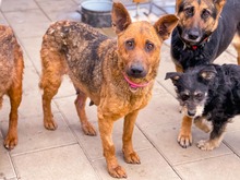 NAUTICA, Hund, Mischlingshund in Slowakische Republik - Bild 19