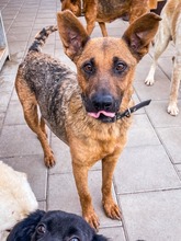 NAUTICA, Hund, Mischlingshund in Slowakische Republik - Bild 24