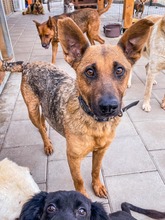 NAUTICA, Hund, Mischlingshund in Slowakische Republik - Bild 25