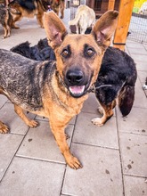 NAUTICA, Hund, Mischlingshund in Slowakische Republik - Bild 26