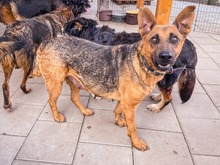 NAUTICA, Hund, Mischlingshund in Slowakische Republik - Bild 27