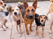 NAUTICA, Hund, Mischlingshund in Slowakische Republik - Bild 28