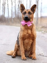NAUTICA, Hund, Mischlingshund in Slowakische Republik - Bild 3