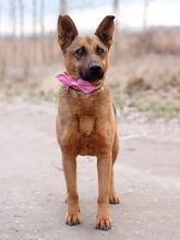 NAUTICA, Hund, Mischlingshund in Slowakische Republik - Bild 4