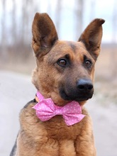 NAUTICA, Hund, Mischlingshund in Slowakische Republik - Bild 5