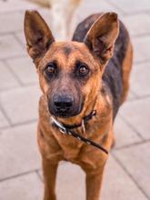 NAUTICA, Hund, Mischlingshund in Slowakische Republik - Bild 6