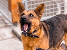 NAUTICA, Hund, Mischlingshund in Slowakische Republik - Bild 7
