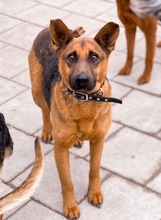 NAUTICA, Hund, Mischlingshund in Slowakische Republik - Bild 8