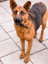 NAUTICA, Hund, Mischlingshund in Slowakische Republik - Bild 9