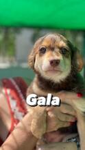 GALA, Hund, Kleiner Münsterländer-Mix in Spanien - Bild 1