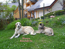 BLANCAALMENDRITA, Hund, Mischlingshund in Heroldsbach - Bild 1