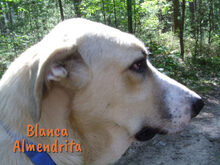 BLANCAALMENDRITA, Hund, Mischlingshund in Heroldsbach - Bild 13
