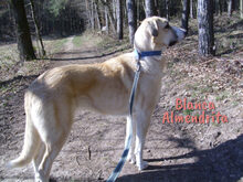 BLANCAALMENDRITA, Hund, Mischlingshund in Heroldsbach - Bild 2