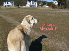 BLANCAALMENDRITA, Hund, Mischlingshund in Heroldsbach - Bild 4
