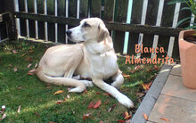 BLANCAALMENDRITA, Hund, Mischlingshund in Heroldsbach - Bild 8