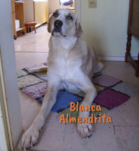 BLANCAALMENDRITA, Hund, Mischlingshund in Heroldsbach - Bild 9