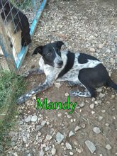 MANDY, Hund, Mischlingshund in Holzkirchen - Bild 38