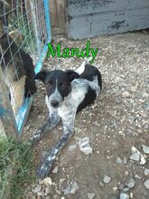 MANDY, Hund, Mischlingshund in Holzkirchen - Bild 39