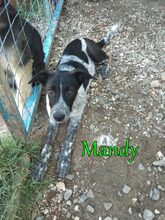 MANDY, Hund, Mischlingshund in Holzkirchen - Bild 40