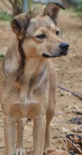 ARIA, Hund, Mischlingshund in Griechenland - Bild 11