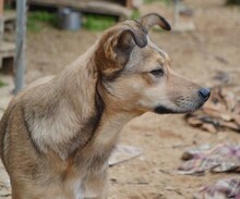ARIA, Hund, Mischlingshund in Griechenland - Bild 12