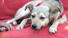 ARIA, Hund, Mischlingshund in Griechenland - Bild 15