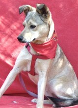 ARIA, Hund, Mischlingshund in Griechenland - Bild 16