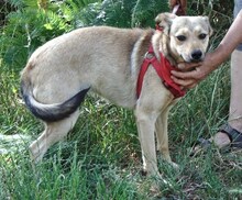 ARIA, Hund, Mischlingshund in Griechenland - Bild 2