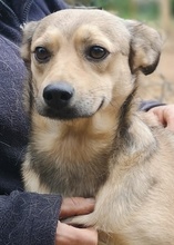 ARIA, Hund, Mischlingshund in Griechenland - Bild 5