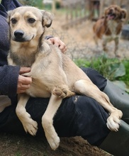 ARIA, Hund, Mischlingshund in Griechenland - Bild 7