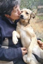 ARIA, Hund, Mischlingshund in Griechenland - Bild 9
