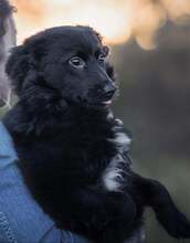 NOEL, Hund, Mischlingshund in Bosnien und Herzegowina - Bild 1