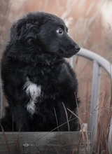 NOEL, Hund, Mischlingshund in Bosnien und Herzegowina - Bild 3