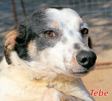 TEBE, Hund, Mischlingshund in Italien - Bild 3