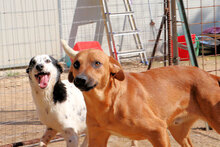 TEBE, Hund, Mischlingshund in Italien - Bild 5