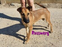 ROSSMERY, Hund, Mischlingshund in Spanien - Bild 1