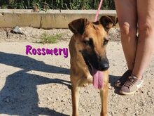 ROSI, Hund, Mischlingshund in Spanien - Bild 2