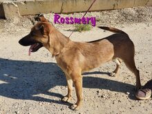 ROSI, Hund, Mischlingshund in Spanien - Bild 3