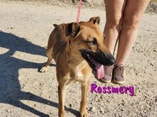 ROSSMERY, Hund, Mischlingshund in Spanien - Bild 4