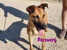 ROSSMERY, Hund, Mischlingshund in Spanien - Bild 5