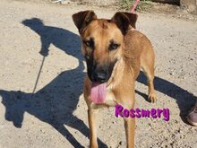 ROSSMERY, Hund, Mischlingshund in Spanien - Bild 6