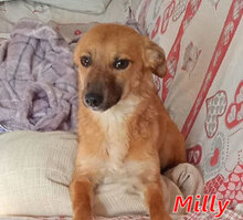 MILLY, Hund, Mischlingshund in Italien - Bild 1