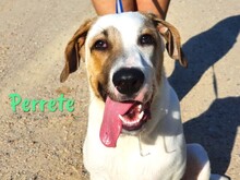 PERRETE, Hund, Boxer-Herdenschutzhund-Mix in Spanien - Bild 1