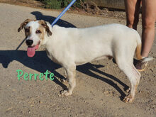 PERRETE, Hund, Boxer-Herdenschutzhund-Mix in Spanien - Bild 11