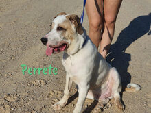 PERRETE, Hund, Boxer-Herdenschutzhund-Mix in Spanien - Bild 14
