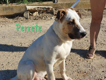 PERRETE, Hund, Boxer-Herdenschutzhund-Mix in Spanien - Bild 15
